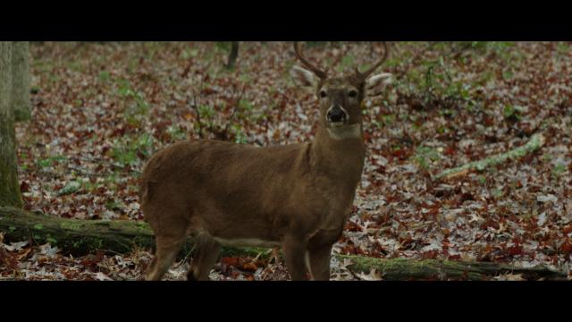 白尾鹿猎手的遗产 / 北美小鹿猎人传奇(台)[中笔墨幕]The.Legacy.of.a.Whitetail.Deer.Hunter.2018.1080p.NF.WEBRip.DD5.1.x264-iKA 3.79 GB-4.png