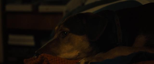 一条狗的回家路 A.Dogs.Way.Home.2019.1080p.BluRay.REMUX.AVC.DTS-HD.MA.5.1-FGT  22.85GB-3.jpg