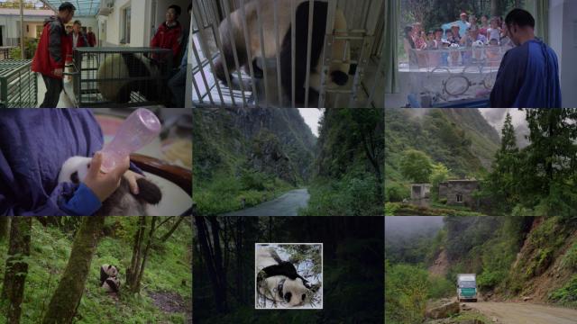 大熊猫 Pandas.The.Journey.Home.2014.1080p.BluRay.x264-SADPANDA 3.28GB-2.png