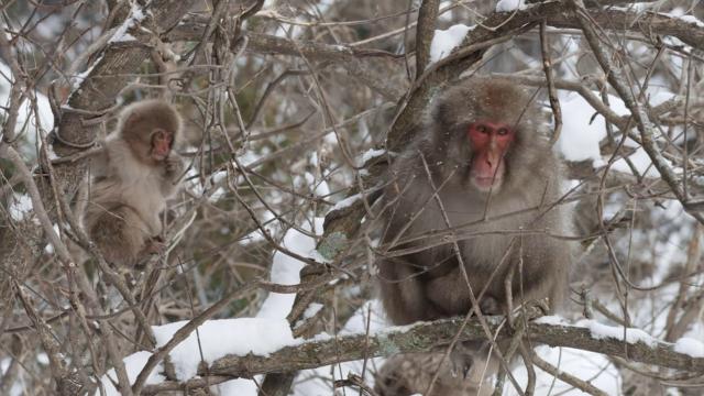 BBC自然天下:雪猿/PBS自然:雪猴 Nature.Snow.Monkeys.2014.1080p.BluRay.x264-SADPANDA 3.28GB-2.png