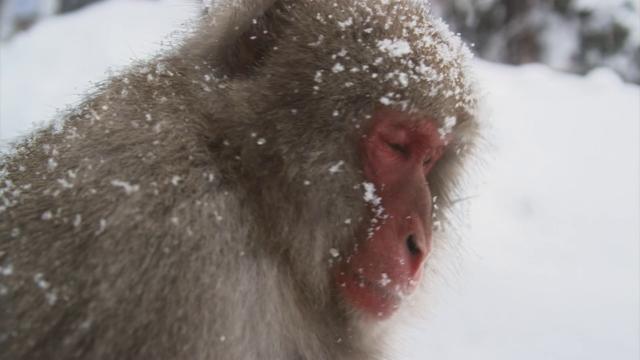 BBC自然天下:雪猿/PBS自然:雪猴 Nature.Snow.Monkeys.2014.1080p.BluRay.x264-SADPANDA 3.28GB-3.png