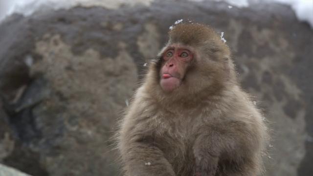 BBC自然天下:雪猿/PBS自然:雪猴 Nature.Snow.Monkeys.2014.1080p.BluRay.x264-SADPANDA 3.28GB-4.png