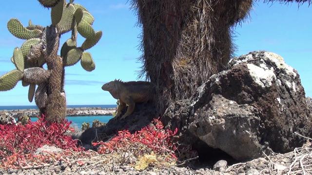 魅力南美洲之加拉帕格斯群岛 Fascination.Galapagos.2012.DUBBED.1080p.BluRay.x264-PussyFoot 4.37GB-2.png