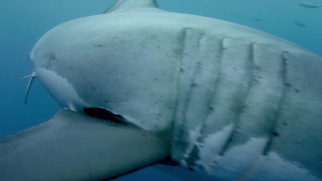 鲨鱼陆地:灭绝 Sharkwater.Extinction.2018.1080p.BluRay.x264.DD5.1-FGT 7.19GB-2.png