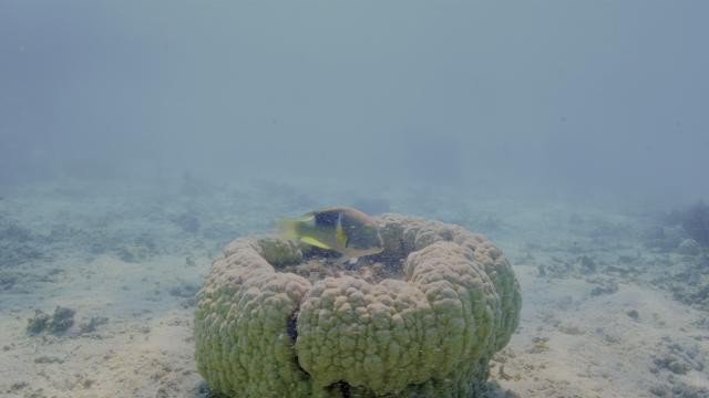 陆地：我们的蓝色星球 Oceans.Our.Blue.Planet.2018.DOCU.2160p.BluRay.REMUX.HEVC.DTS-HD.MA.5.1-FGT 17GB-3.jpg