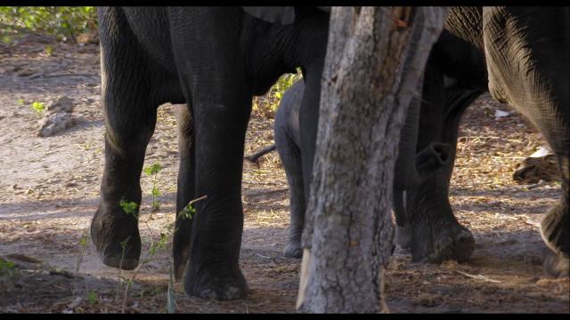 纳勒迪:一只小象的故事/小象的故事 Naledi.A.Baby.Elephants.Tale.2016.1080p.NF.WEBRip.DDP2.0.x264-SiGMA 3.95GB-3.png