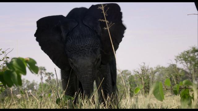 纳勒迪:一只小象的故事/小象的故事 Naledi.A.Baby.Elephants.Tale.2016.1080p.NF.WEBRip.DDP2.0.x264-SiGMA 3.95GB-5.png
