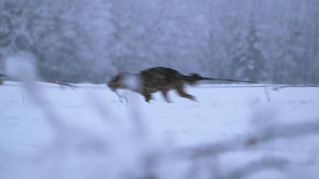雪橇犬 Sled.Dogs.2016.1080p.WEB-DL.DD5.1.H264-EYEZ 3.17GB-2.png
