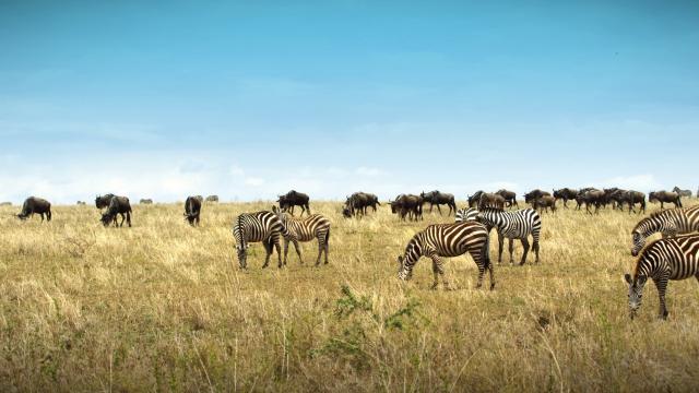 塞伦盖蒂:自然界最壮观的旅程 Serengeti.Natures.Greatest.Journey.2015.1080p.BluRay.x264-SADPANDA 6.56GB-2.png
