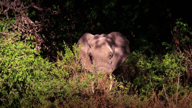 塞伦盖蒂:自然界最壮观的旅程 Serengeti.Natures.Greatest.Journey.2015.1080p.BluRay.x264-SADPANDA 6.56GB-4.png