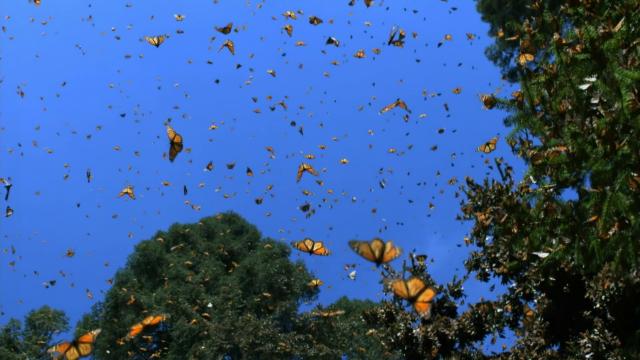 自然界的群体聪明/大自然之最 Nature.The.Gathering.Swarms.2014.1080p.BluRay.x264-SADPANDA 3.28GB-2.png