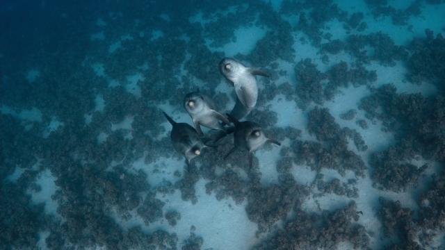 海豚礁 Dolphin.Reef.2020.1080p.WEBRip.x264-RARBG 1.46GB-3.png