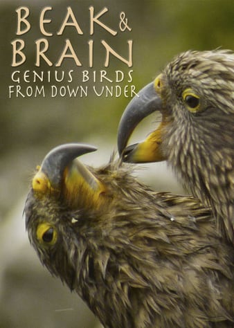 喙与脑:利用工具的鸟类 Beak.Brain.Genius.Birds.From.Down.Under.2013.DUBBED.1080p.WEBRip.x264-RARBG 0.99GB-1.png